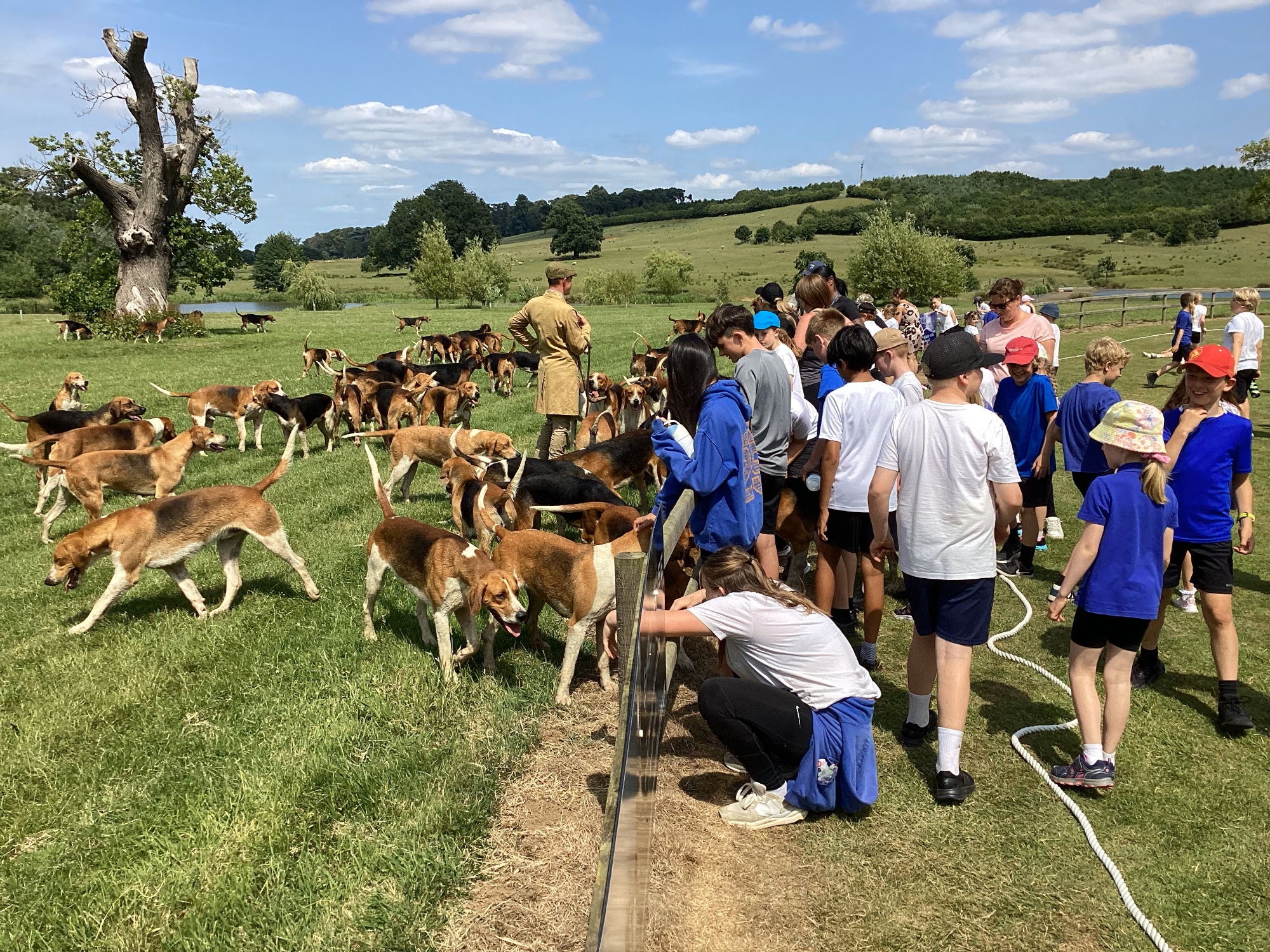 Child playing with the hounds