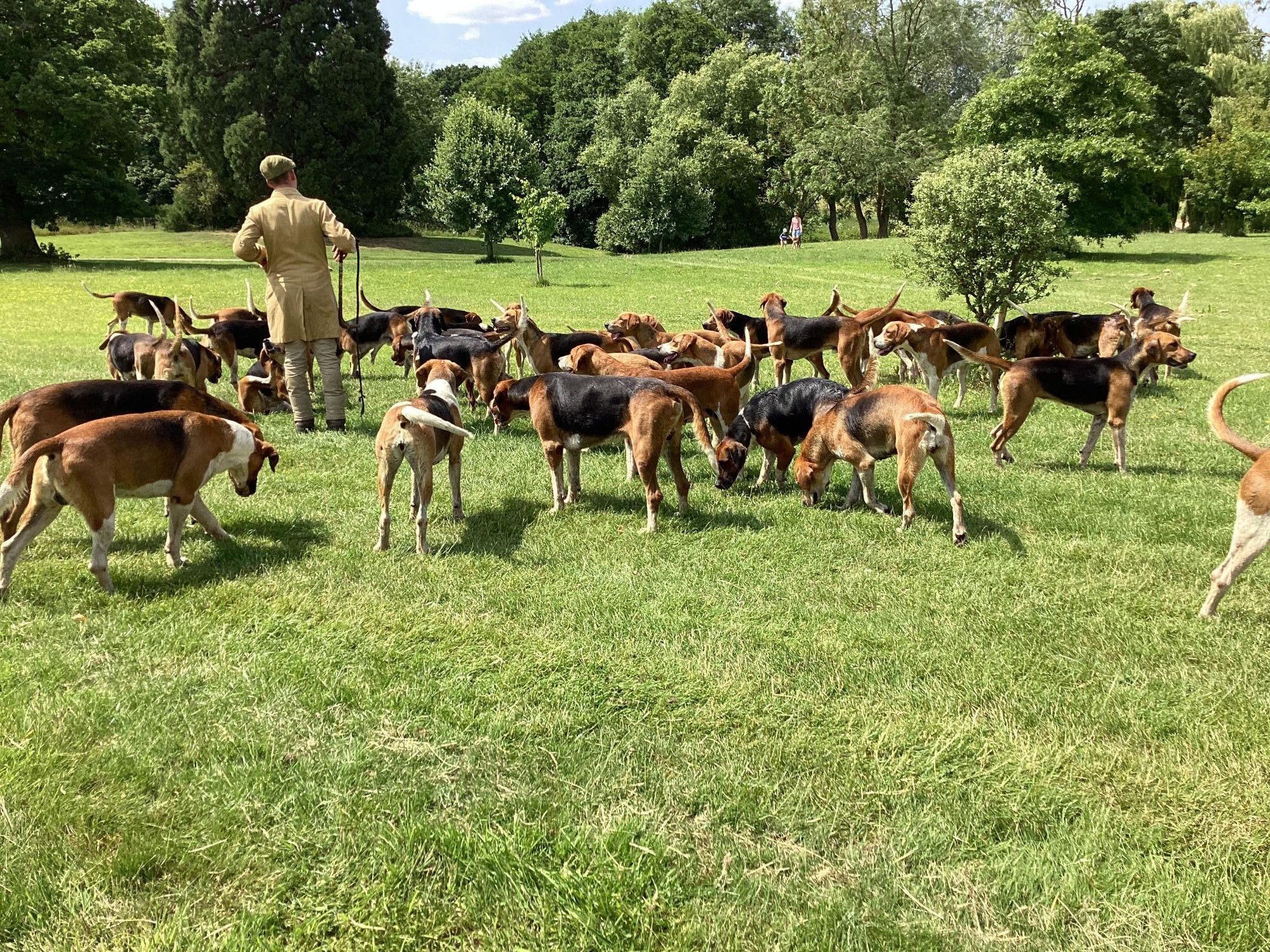 Hounds and the huntsman