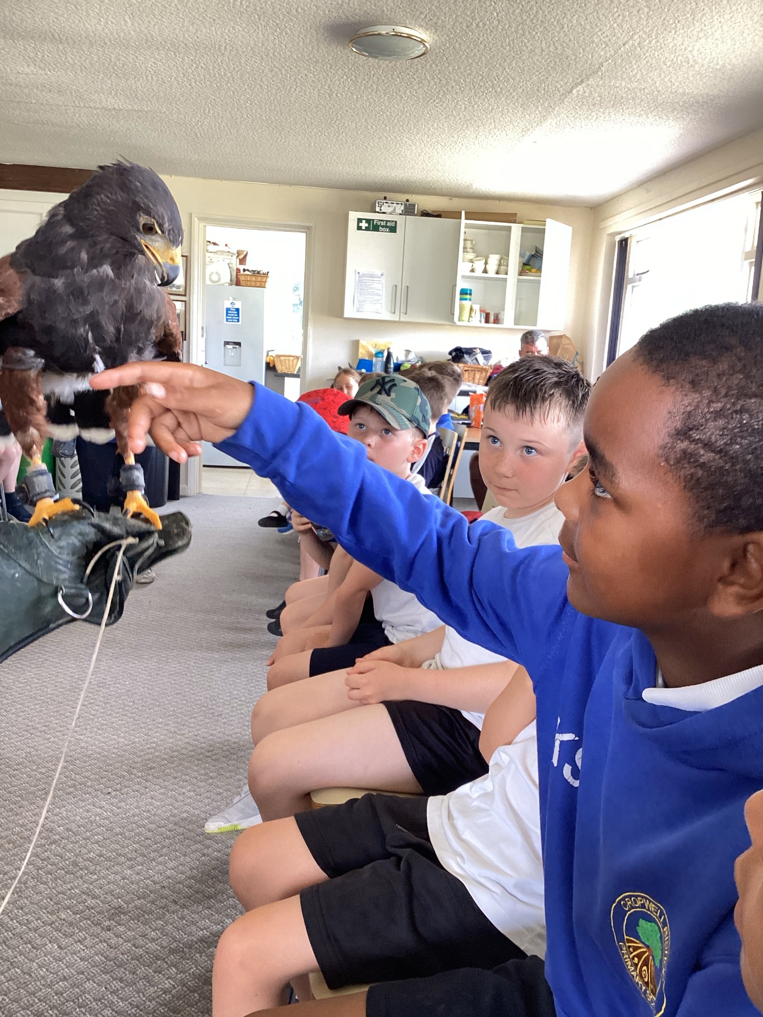 Child strokes a Harris Hawk