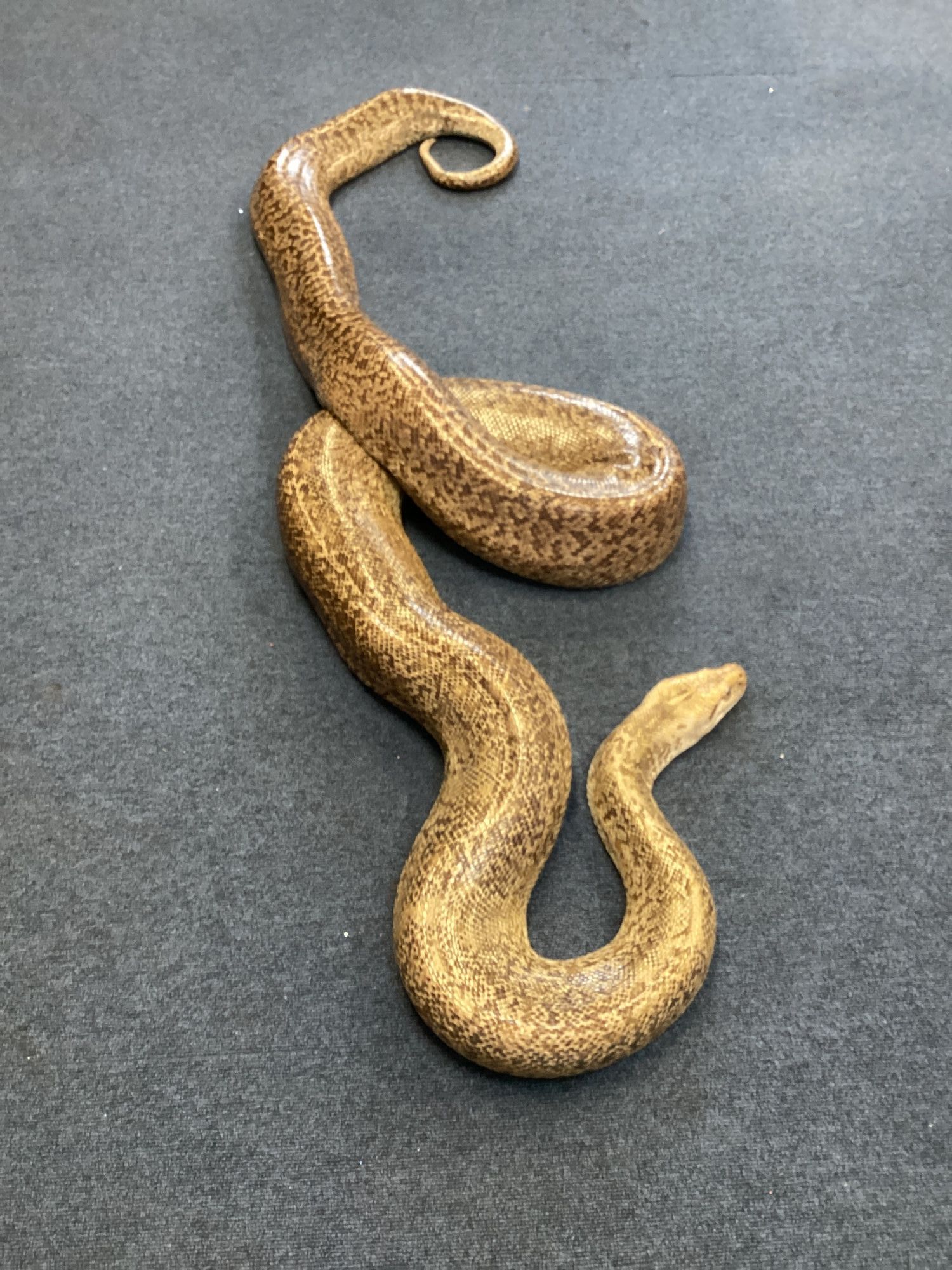 Python Snake